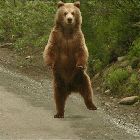Explore and share the best Dancing-bear GIFs and most popular animated GIFs here on GIPHY. . Bear gifs